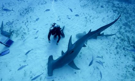 Mehr als nur ein Raubtier: National Geographic WILD präsentiert Sonderprogrammierung “Hai Life” im August (FOTO)
